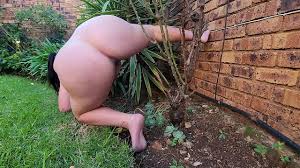My chubby self walking on all fours acting like a bitch outdoors in the  yard, pissing on a rose tree