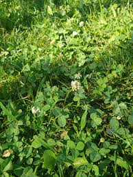 Here are some timing tips when using an. How Do I Get Rid Of White Dutch Clover And Crab Grass Without Killing What Little Grass We Have We Have A Large Area To Cover Both Front And Back Yard
