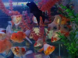 Cari hiasan aquarium ikan hias di halaman lainnya. Mega Aquarium Cari Fb Manado Aquarium Kami Menjual Ikan Hias Perlengkapan Aquarium Obat2 Ikan Hias Dan Pembuatan Aquarium