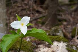 I'll definitely be using you again. Trillium Flower Crawford Lake Ontario Sony A6400 Sonyalpha