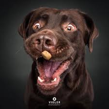 Expressions Amusantes De Chiens Voulant Attraper Des Croquettes Dans Les Airs Chiens Heureux Photos Hilarantes Chien