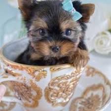 Yorkies for sale near me. 100 Yorkie Puppy For Sale Ideas In 2021 Yorkie Puppy For Sale Yorkie Puppy Yorkie