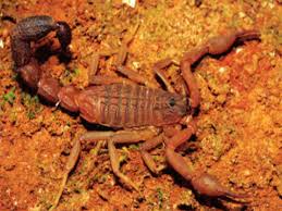 Scorpion Venom Danger and Threat: बिच्छू के डंक से कितना खतरा