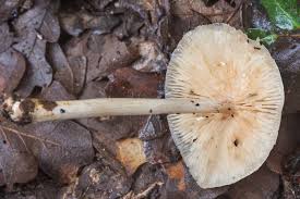 Image result for Marasmius opacus