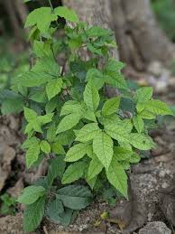 Image result for Allophylus