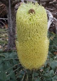 Image result for Melaleuca hamulosa