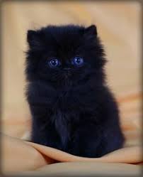 Black And White Persian Cat With Blue Eyes Would Love Love Love To Have This Black Persian Cat Persian Kittens Persian Cats For Sale Fluffy Black Cat