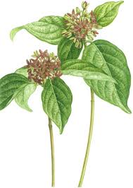 Image result for Vincetoxicum conspicuum