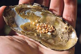 La Moule Perliere Le Tresor De Nos Rivieres Journal Paysan Breton