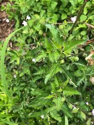 Image result for Priva flabelliformis