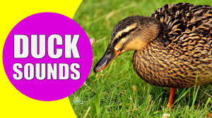 Duck Sounds For Kids Quacking Sounds Of Ducks Duck Sound Effects And Calls Youtube