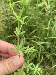 Image result for Galium