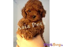 Check out our goldendoodle puppy selection for the very best in unique or custom, handmade pieces from our shops. Poodle Puppy For Sale India