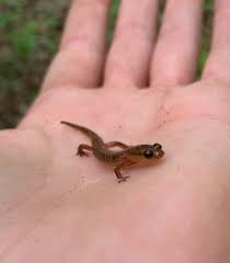 Image result for Eulophia arenicola