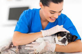 Find out if you may be eligible and how to apply. Interest Free Loans To Help With Vet Bills Carefreecredit