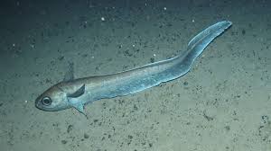 It is made from iron. Depth Selection Is In The Genes For Deep Sea Fish Deep Sea News