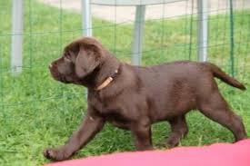 Ausgeglichene, zufriedene & gesunde hunde mit und durch die hunde formel. Kennel Labfun Labrador Retriever Hvalpe