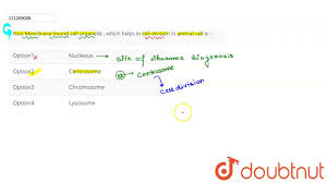 Does animal cell have non membrane bound organelles. Non Membrane Bound Cell Organelle Which Helps In Cell Division In Animal Cell Is Youtube