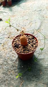 Image result for Kedrostis africana