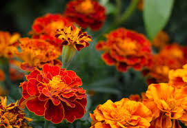 How deep to plant marigold seeds? How To Grow Marigolds Organically Planet Natural