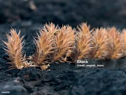 Image result for Alternanthera pungens