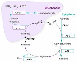 Inborn Errors Of Metabolism Cancer Therapy Advisor