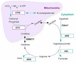 Inborn Errors Of Metabolism Cancer Therapy Advisor