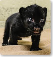 Maybe you would like to learn more about one of these? Sara The Endangered Jaguar Gives Birth To A Baby Cub Wildlife World