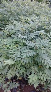 Check spelling or type a new query. Bibit Indigofera Postingan Facebook