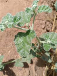 Image result for Chrozophora