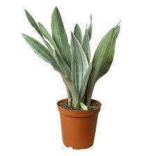Image result for Sansevieria metallica