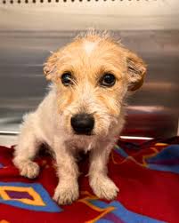 🐾 Help make our #GardenGrove shelter pets feel loved by donating to the  Towel Drive 𝐭𝐡𝐢𝐬 𝐅𝐫𝐢𝐝𝐚𝐲, 𝐉𝐮𝐧𝐞 𝟔, from 10:00 a.m. to 3:00  p.m. at the Public Works Yard 📍 13802