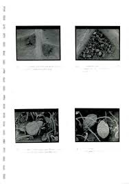 Image result for Combretum xanthothyrsum