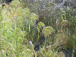 Image result for Bromus leptoclados