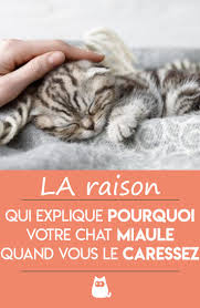 Pourquoi Mon Chat Miaule Quand Je Le Caresse Explication Simple Comportement Chat Chat Miaulement Chat