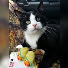 Check spelling or type a new query. Fish Taco Cat Toy Sirpizzaky Com