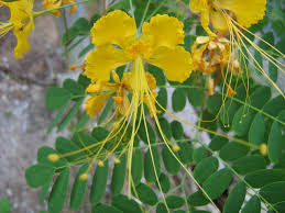 Image result for Caesalpinia sappan