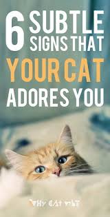 Pin On Cat Care Tips And Behavior