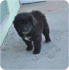 These fluffy newfie mix puppies are a great fit for families and are ready for their furever home. Westfield Ma Newfoundland Meet Knight A Pet For Adoption