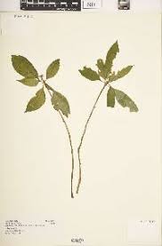 Image result for Impatiens austrotanzanica