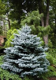 This slow growing dwarf plant is globe shaped when young but over time will develop dominate leaders. 48 Blue Spruce Ideas Blue Spruce Shrubs Plants