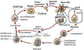 Tumbuhan berbiji ini termasuk dalam kingdom spermatophyta, dimana kingdom tersebut memiliki 2 divisi, yaitu untuk jenis tumbuhan berbiji terbuka yang dikenal dengan istilah gymnospermae, dan untuk jenis tumbuhan berbiji tertutup yang dikenal dengan istilah angiospermae.keberadaan jenis gymnospermae telah ada di bumi ini sejak. Siklus Hidup Tumbuhan Angiospermae Beserta Proses Dan Strukturnya Materi Kimia