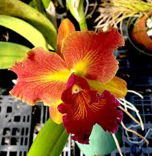 Check spelling or type a new query. Rhyncholaeliocattleya Susan Fender