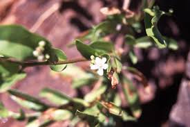 Image result for Seddera