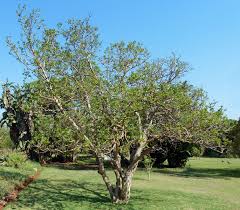 Image result for Vangueria esculenta