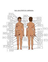 Women have a lot of body parts to find sexy, but i narrowed it down to the 12 that make us weakest in the knees. File Female Body Parts Pdf Wikimedia Commons