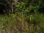 Image result for Tricalysia acocantheroides