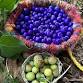 Aboriginal Bushfood Walk