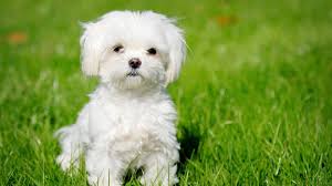 Also you can see the relevant ads for different types of dogs for sale or adoption in hyderabad including bulldogs, german shepherds, poodles and pugs. Top 10 Most Expensive Dog Breeds In India Pethelpful