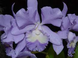 Cattleya Sea Breeze Blue Ribbon Am Aos Warneri X Walkeriana Orquideas